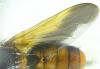 Trichopoda pictipennis